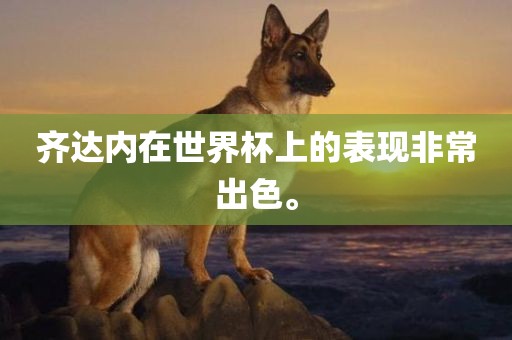 齐达内在世界杯上的表现洛阳市法福文化传播有限公司非常出色。