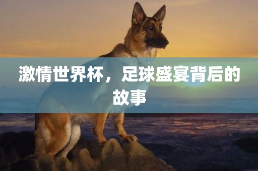 激情世界杯洛阳市法福文化传播有限公司，足球盛宴背后的故事