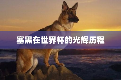 塞黑在世界杯的光辉历程洛阳市法福文化传播有限公司
