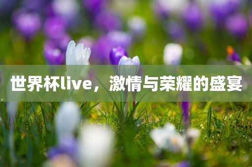 世界杯live，激情与荣耀的盛宴