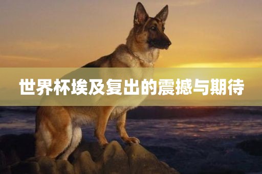 世界杯埃及复出的震撼与期待